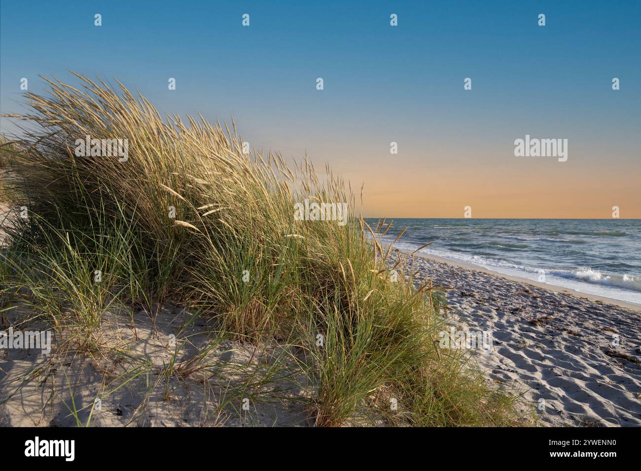 Herbe sur la dune de plage sur la côte de la mer Baltique Banque D'Images