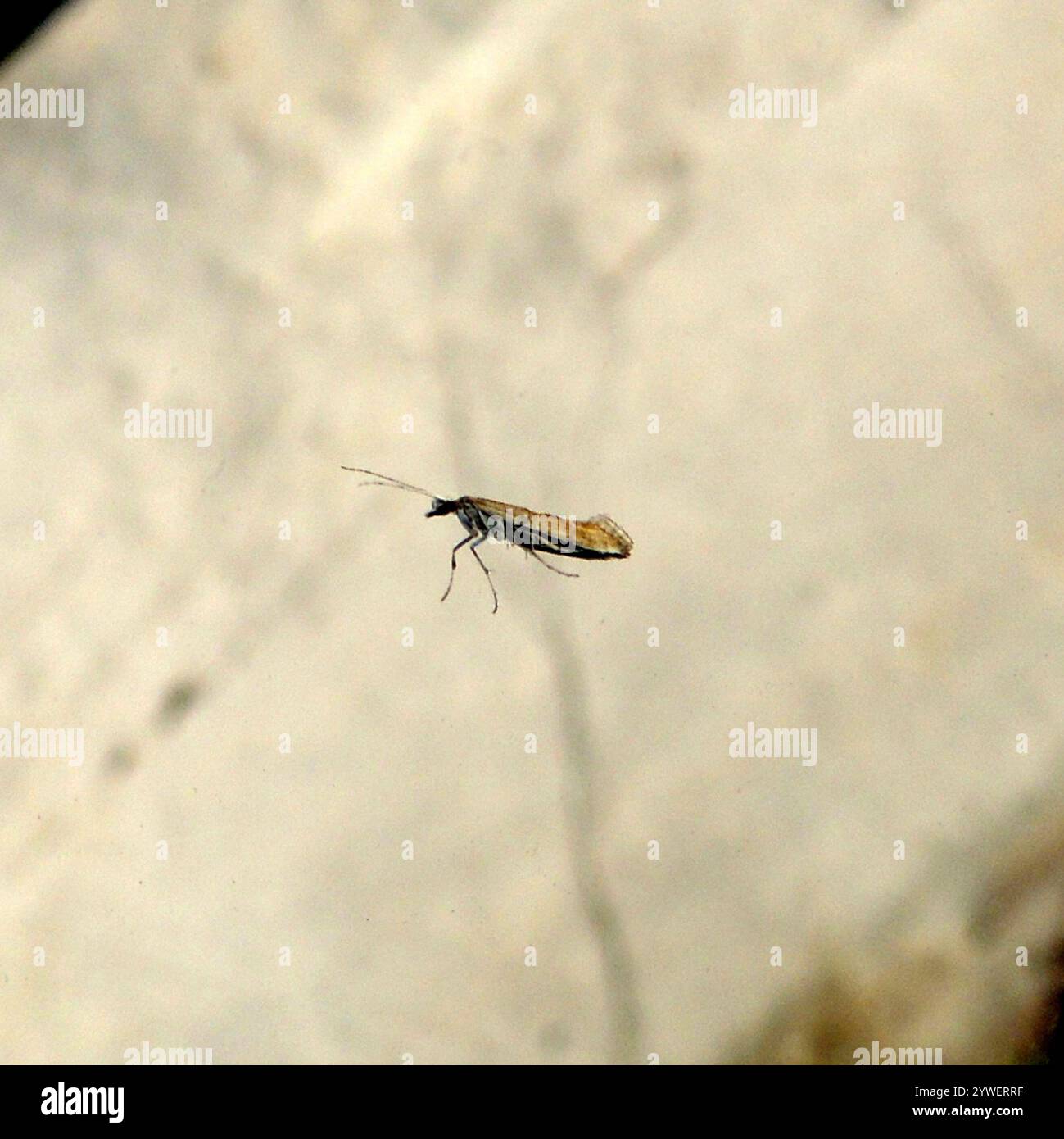 Moth Diamondback (Plutella xylostella) Banque D'Images