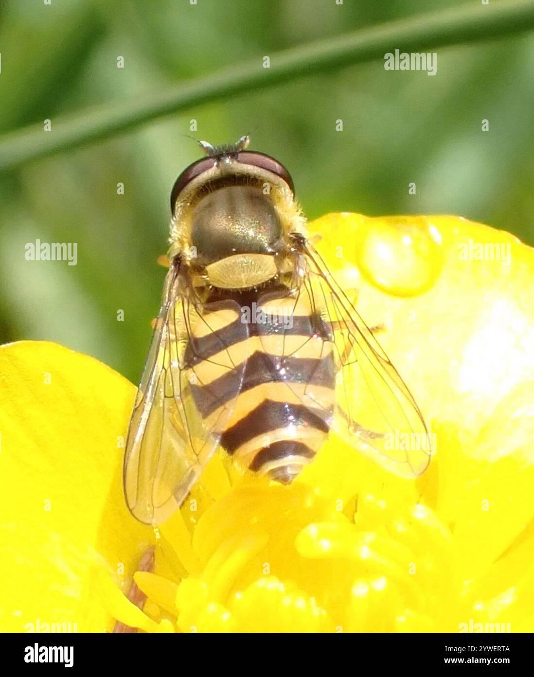 Mouche à fleurs noires (Syrphus vitripennis) Banque D'Images