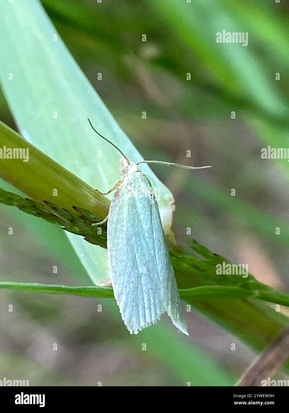 Chêne vert Tortrix (Tortrix viridana) Banque D'Images