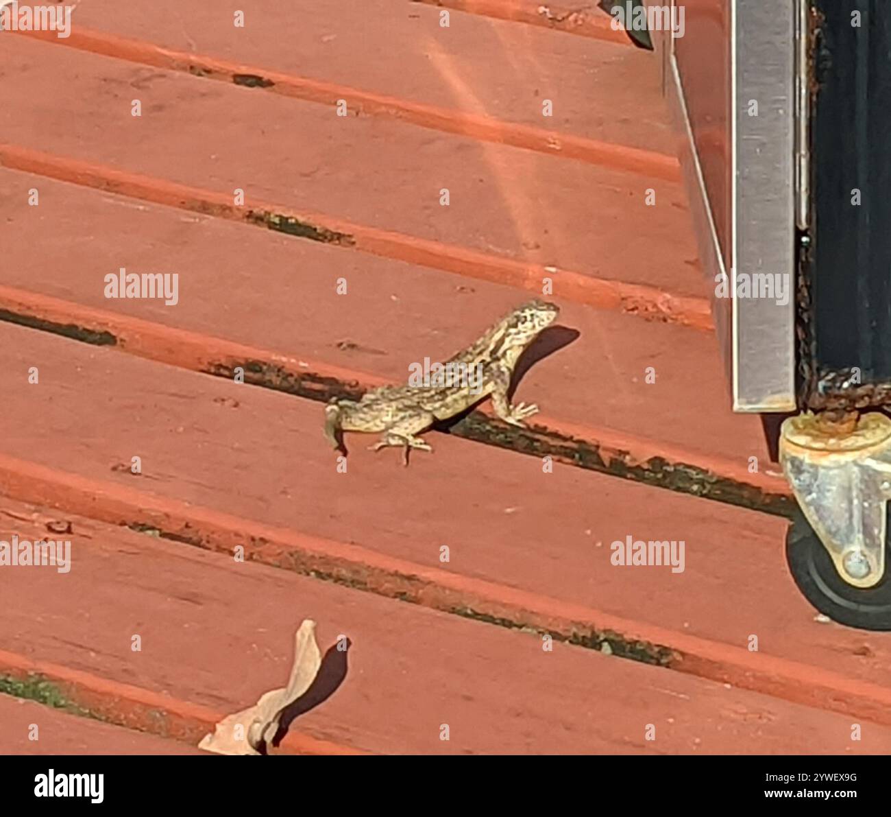 Le Lézard Curly nord (Leiocephalus carinatus) Banque D'Images
