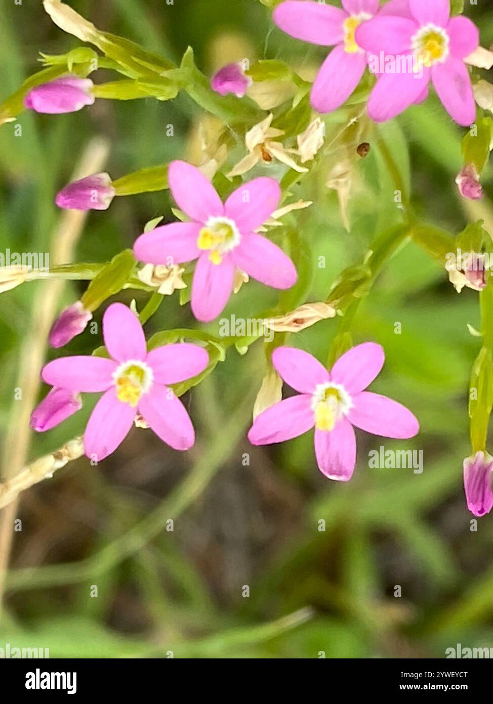 Centaury mince (Centaurium tenuiflorum) Banque D'Images