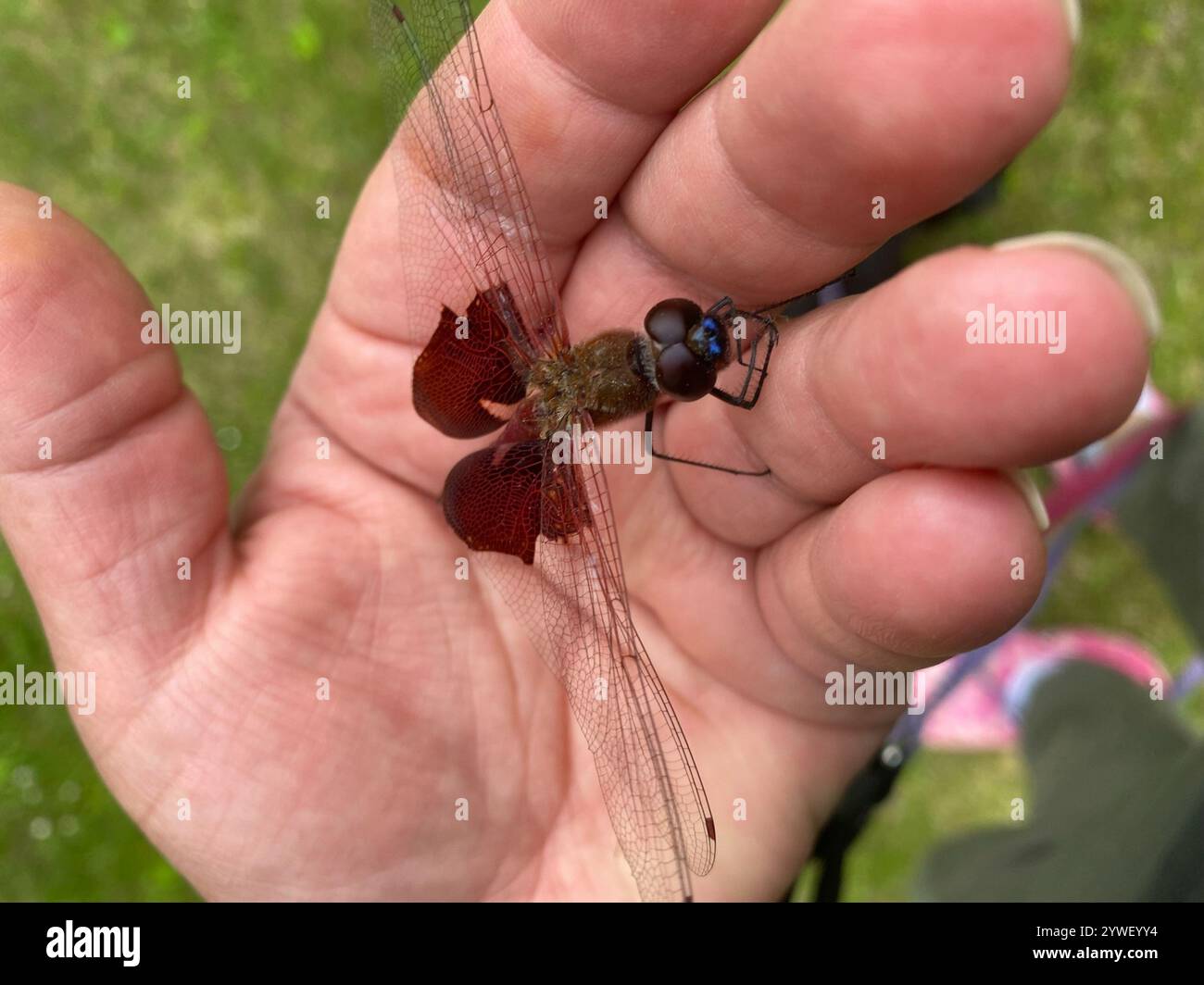 Carolina Saddlebags (Tramea carolina) Banque D'Images