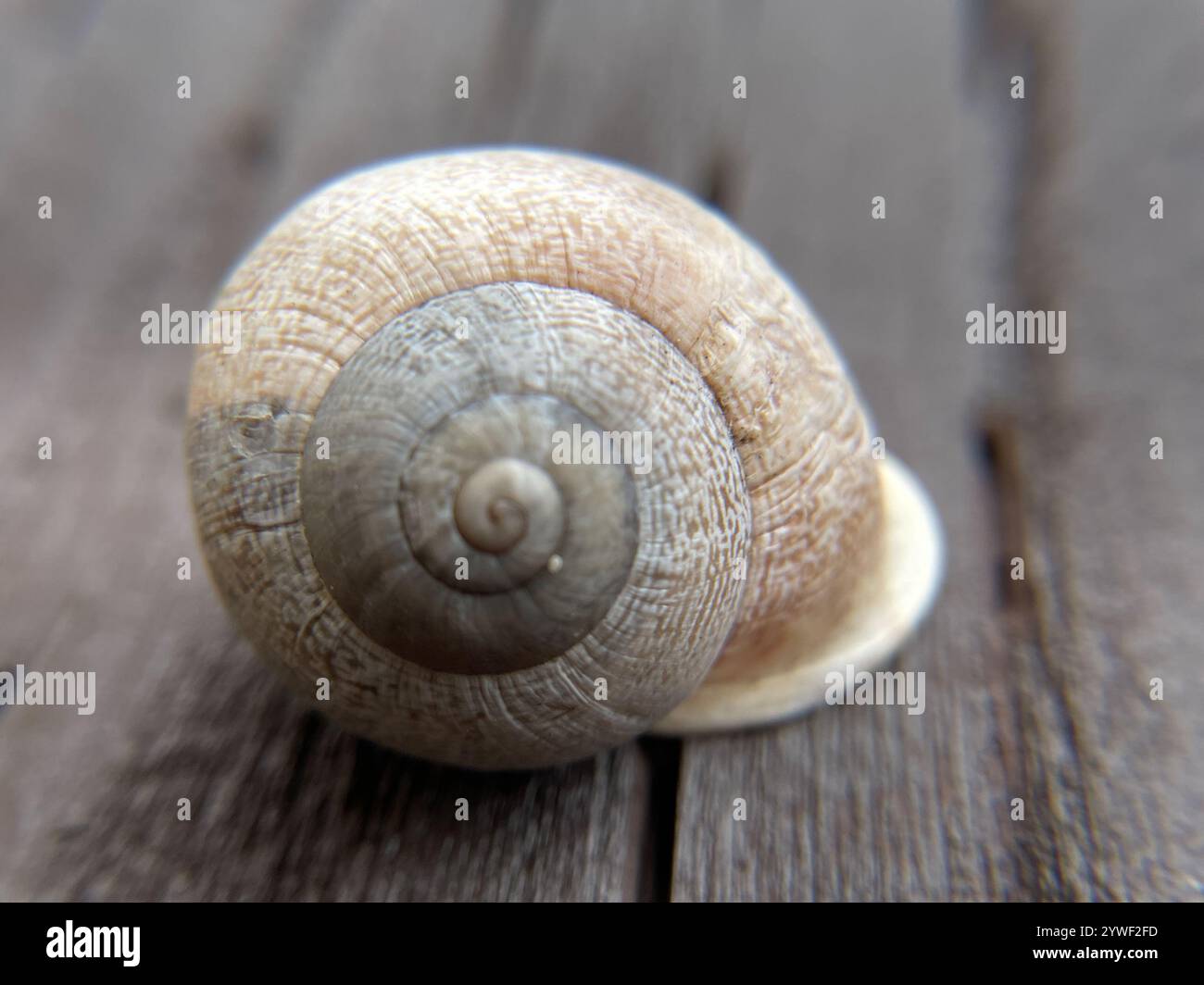 Escargot de lait (Otala Lactea) Banque D'Images