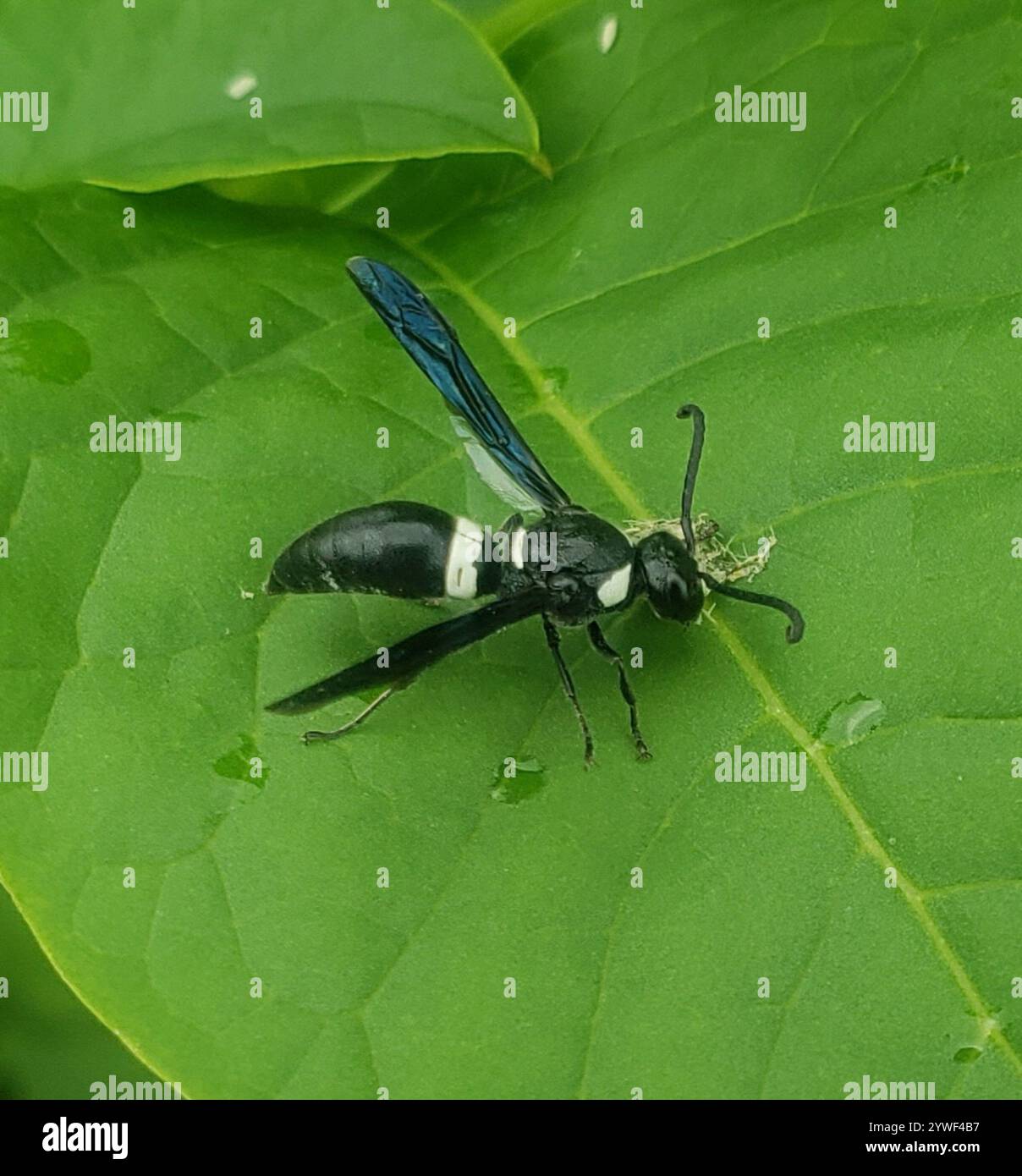 Guêpe de maçon à quatre dents (Monobia quadridens) Banque D'Images