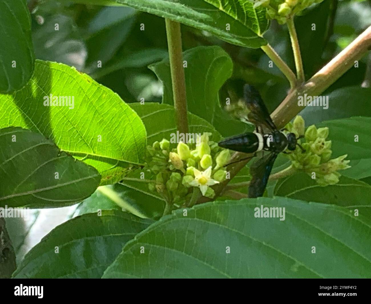 Guêpe de maçon à quatre dents (Monobia quadridens) Banque D'Images