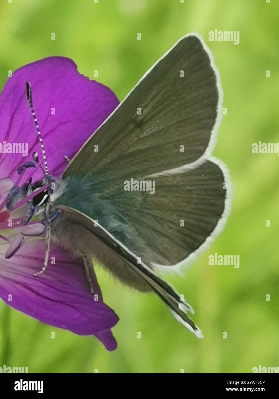 (Eumedonia eumedon géranium Argus) Banque D'Images