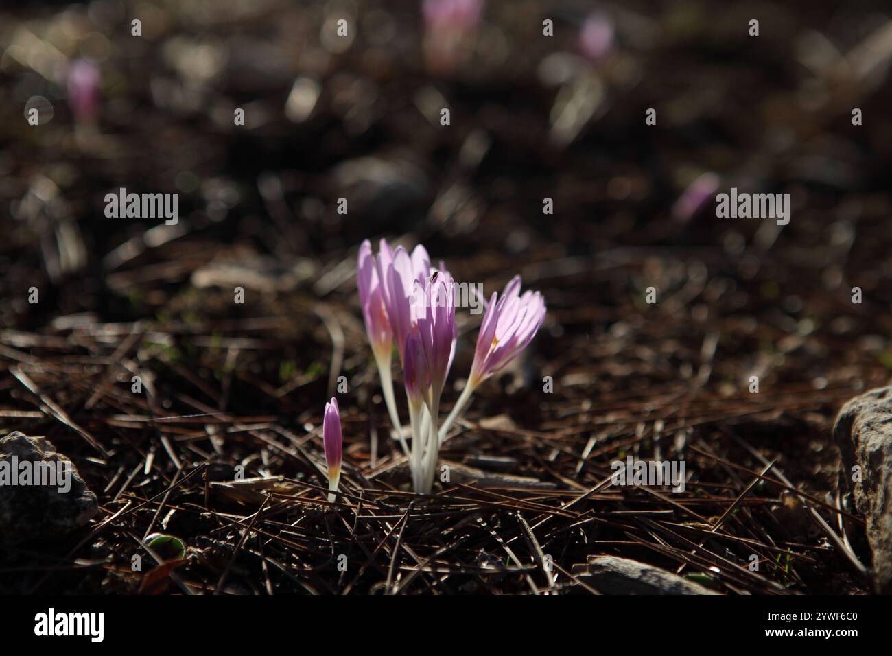 La rosée matinale tombe sur le safran Steven's Meadow, le safran Meadow ou le Colchicum Stevenii, lit de fleurs sauvages de la fleur d'automne de la famille des Colchicaceae. Banque D'Images