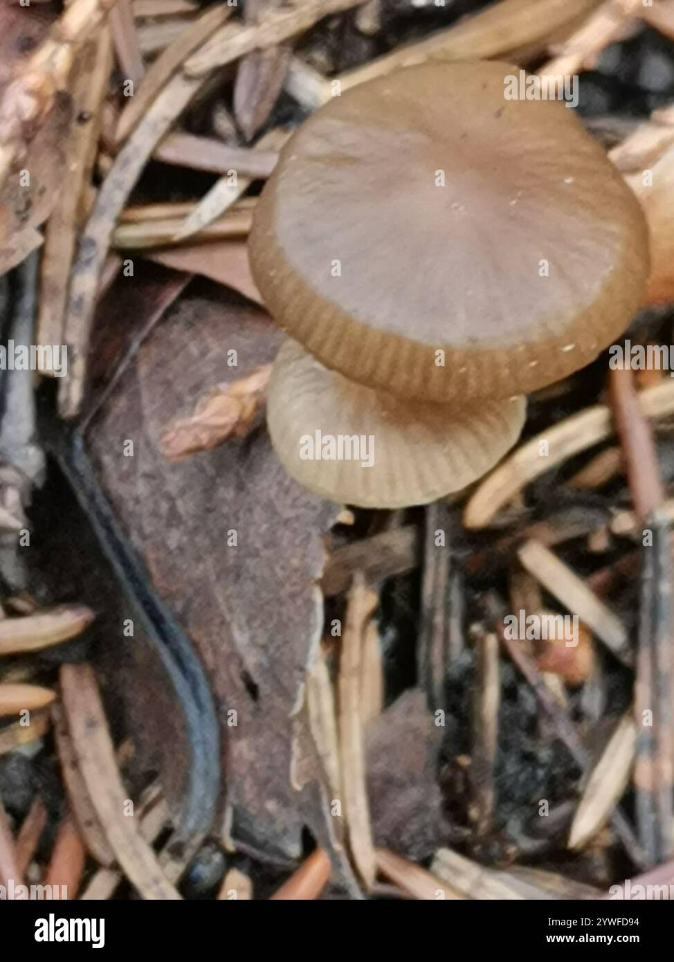 Casquette Sprucecone (Strobilurus esculentus) Banque D'Images