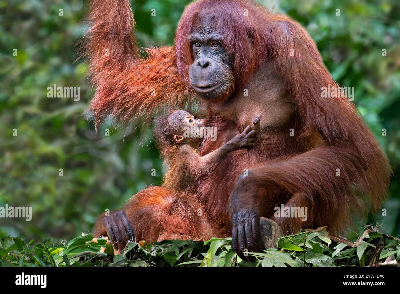 Orang-outan femelle allaitant le bébé à Bornéo, Malaisie Banque D'Images