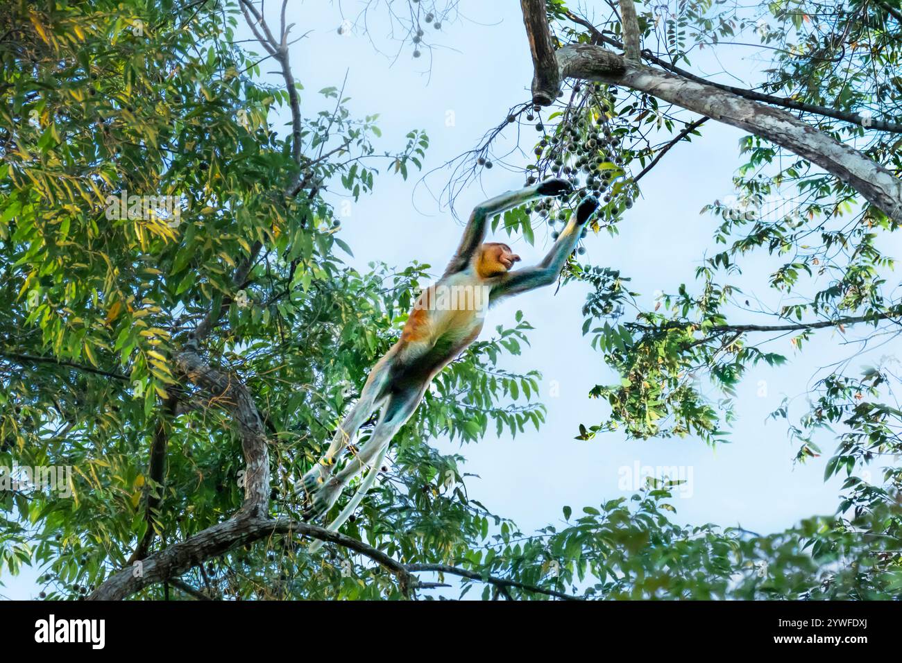Singe proboscis à l'état sauvage à Sabah, Bornéo, Malaisie Banque D'Images