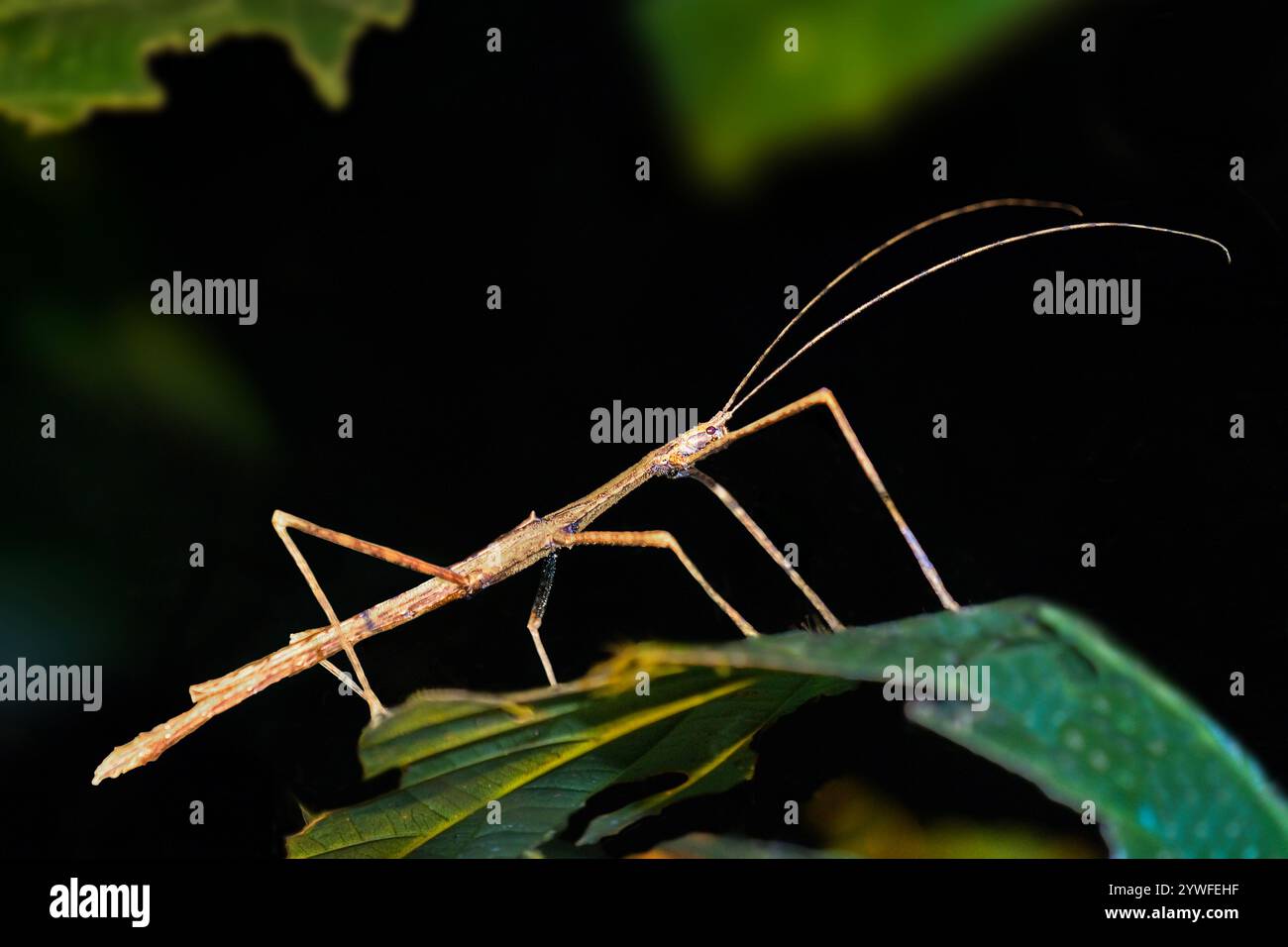 Insecte bâton connu aussi sous le nom de phasmid à Sabah, Bornéo, Malaisie Banque D'Images