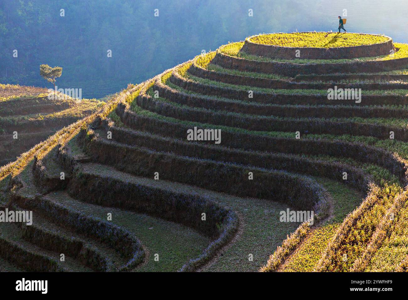 Terrasses de rices à Sapa, Vietnam Banque D'Images