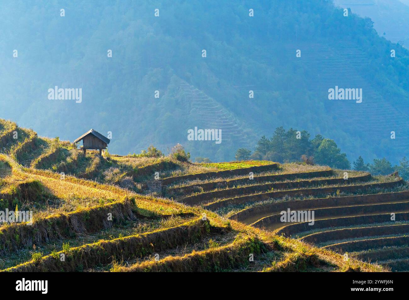 Terrasses de rices à Sapa, Vietnam Banque D'Images