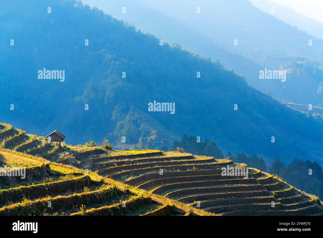 Terrasses de rices à Sapa, Vietnam Banque D'Images