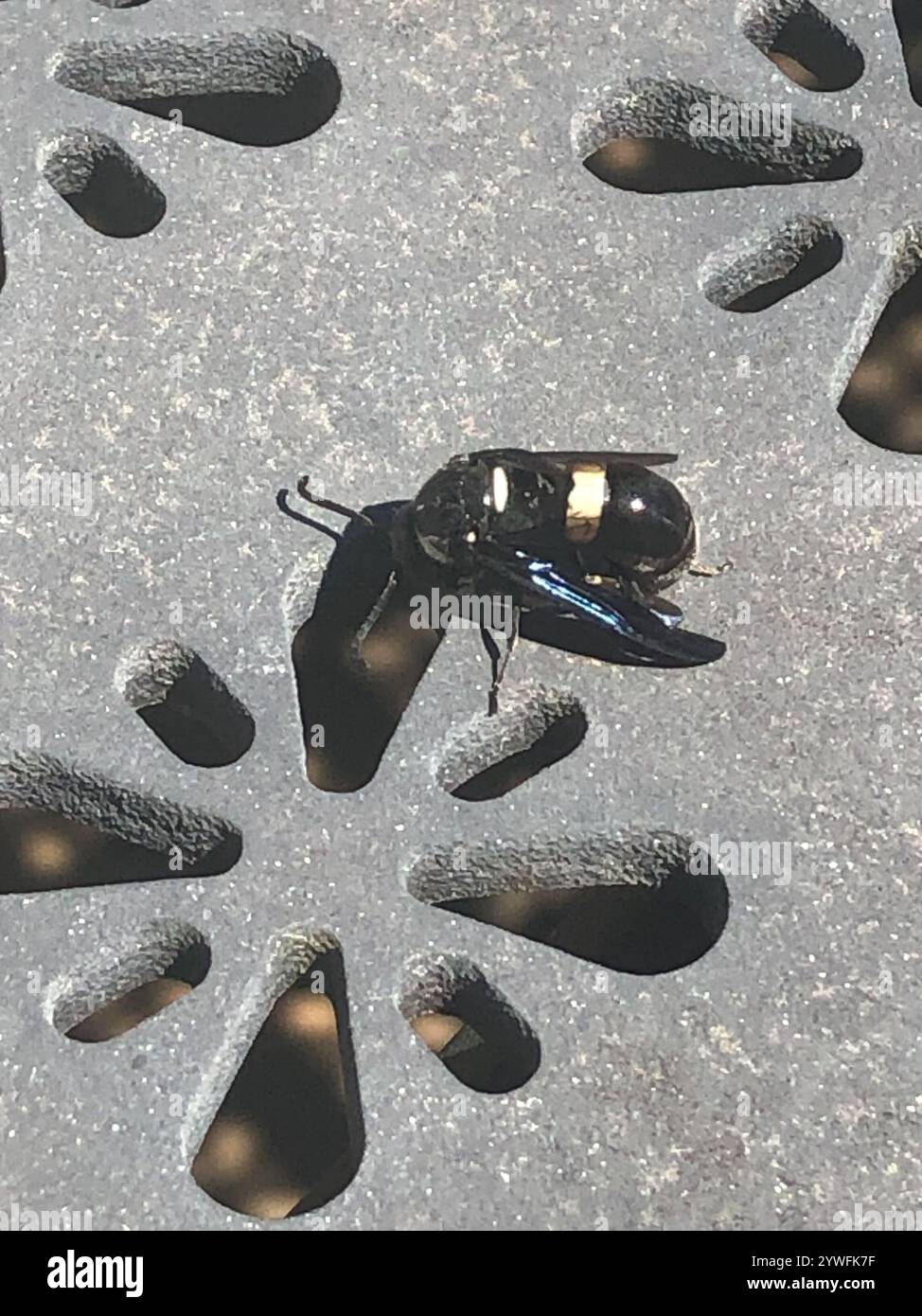 Guêpe de maçon à quatre dents (Monobia quadridens) Banque D'Images