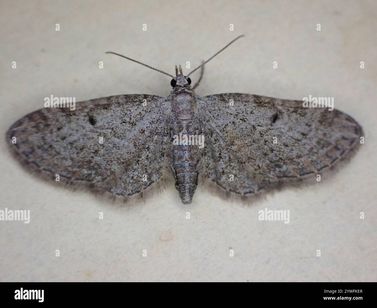 Carlin d'armoise (Eupithecia absinthiata) Banque D'Images