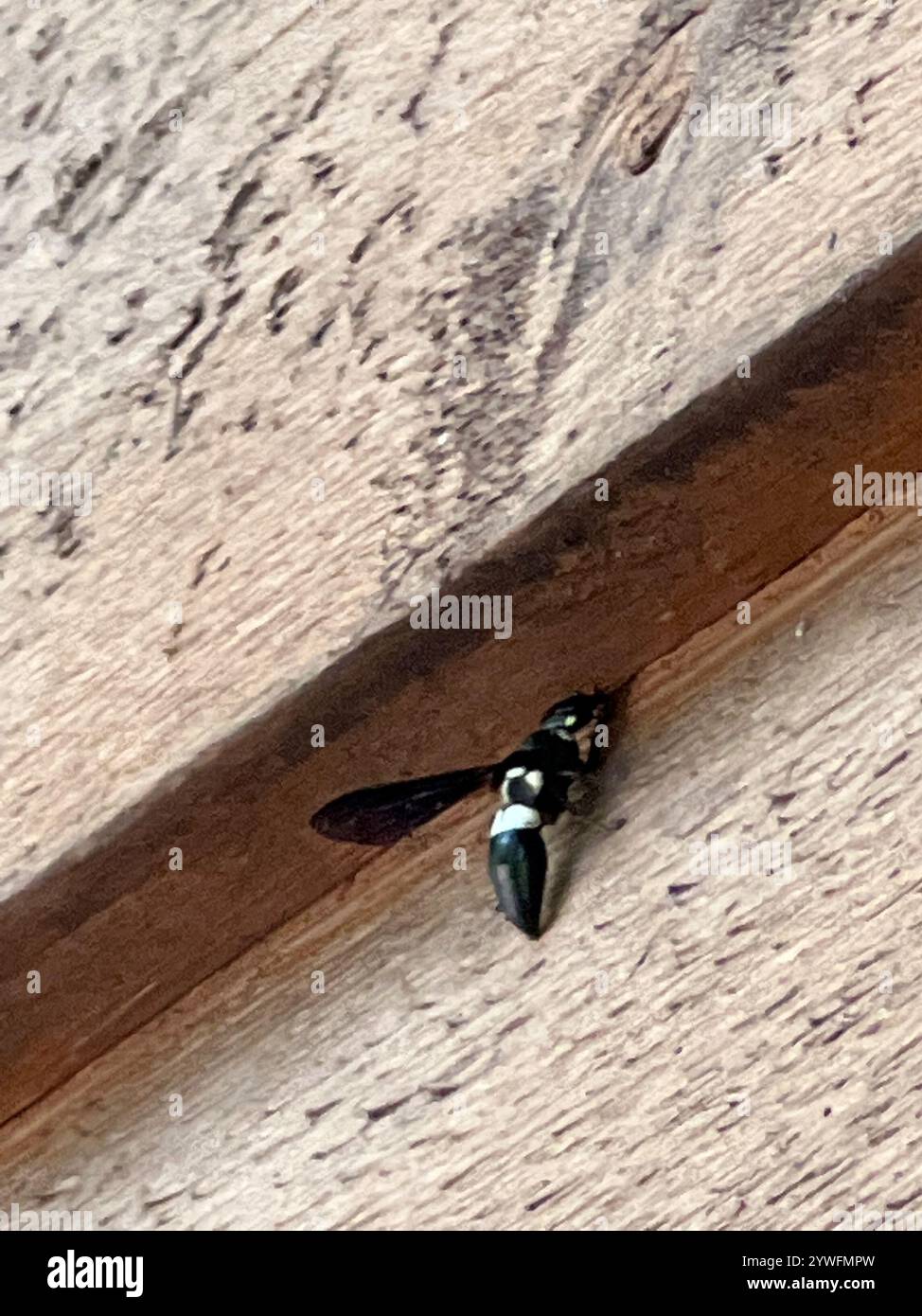 Guêpe de maçon à quatre dents (Monobia quadridens) Banque D'Images