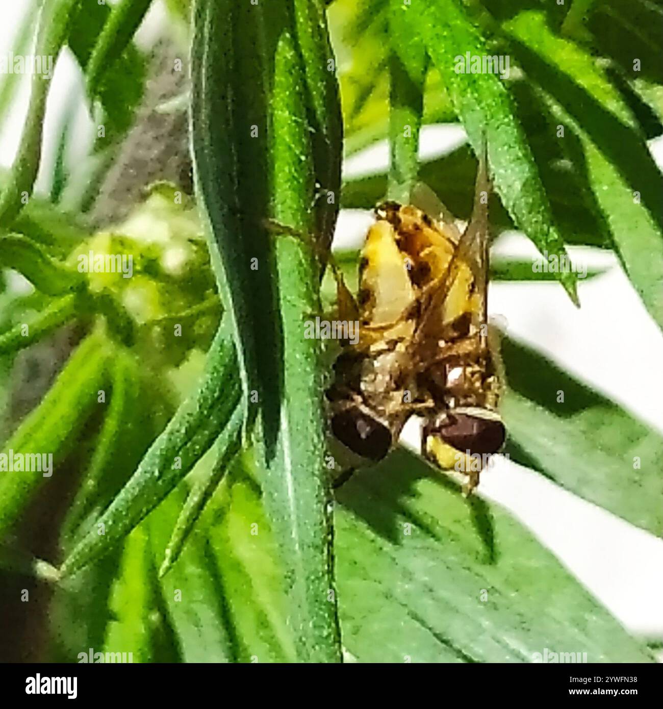 Mouches stationnaires (Syrphidae) Banque D'Images
