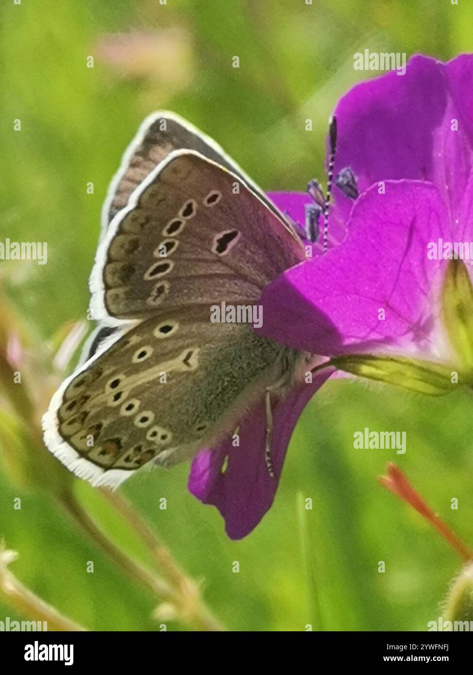 (Eumedonia eumedon géranium Argus) Banque D'Images