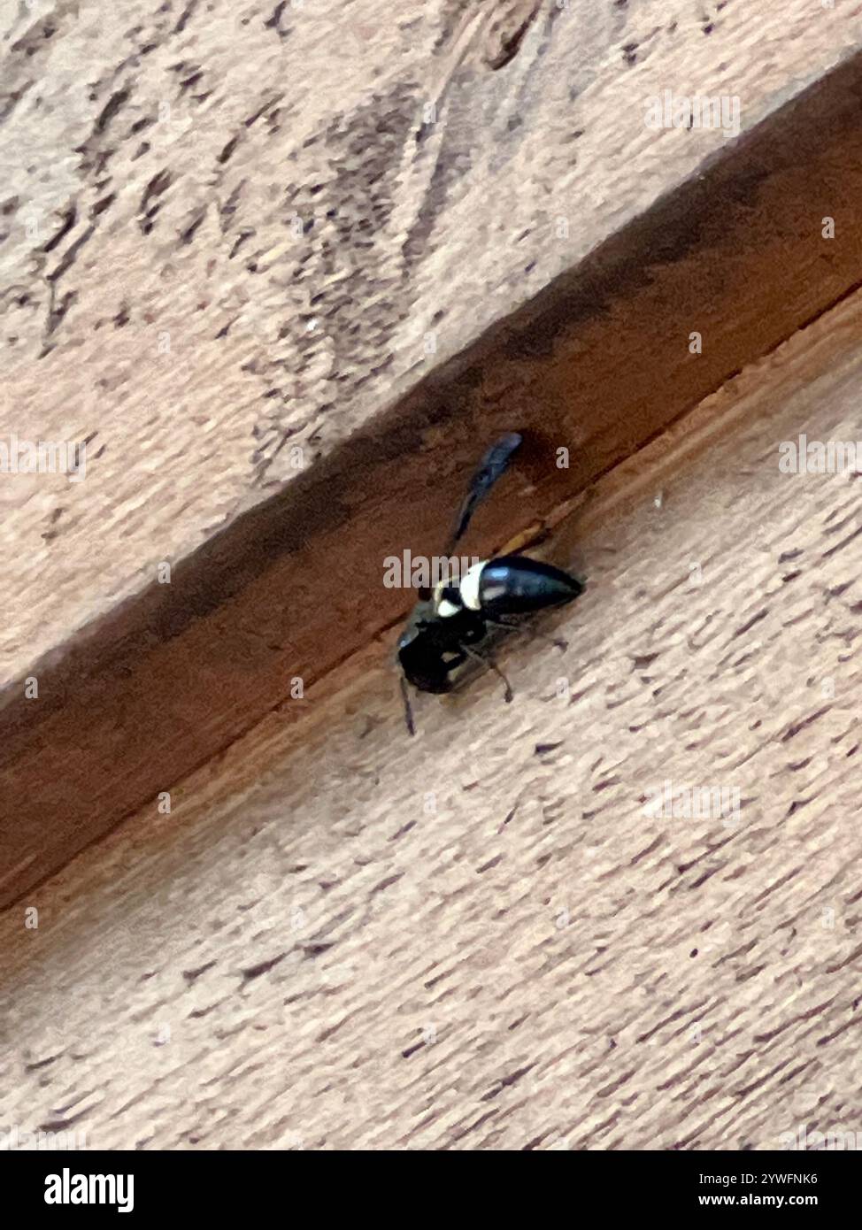 Guêpe de maçon à quatre dents (Monobia quadridens) Banque D'Images