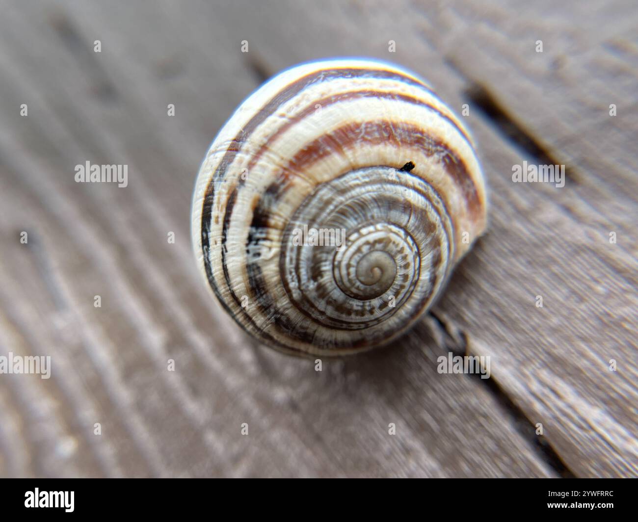 Escargot de lait (Otala Lactea) Banque D'Images