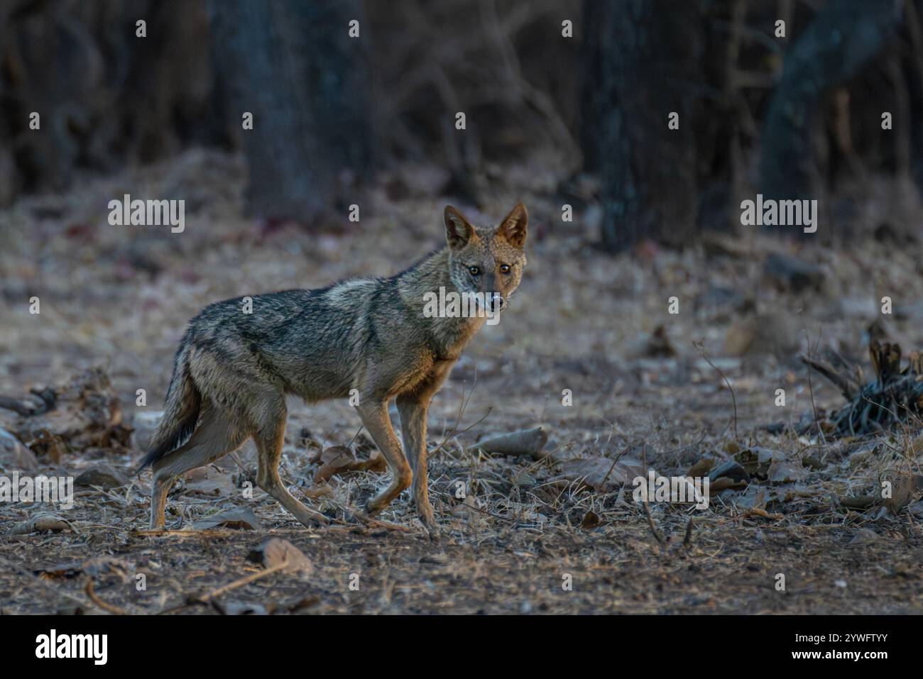 Chacal indien à Sasan Gir, Gujarat, Inde Banque D'Images