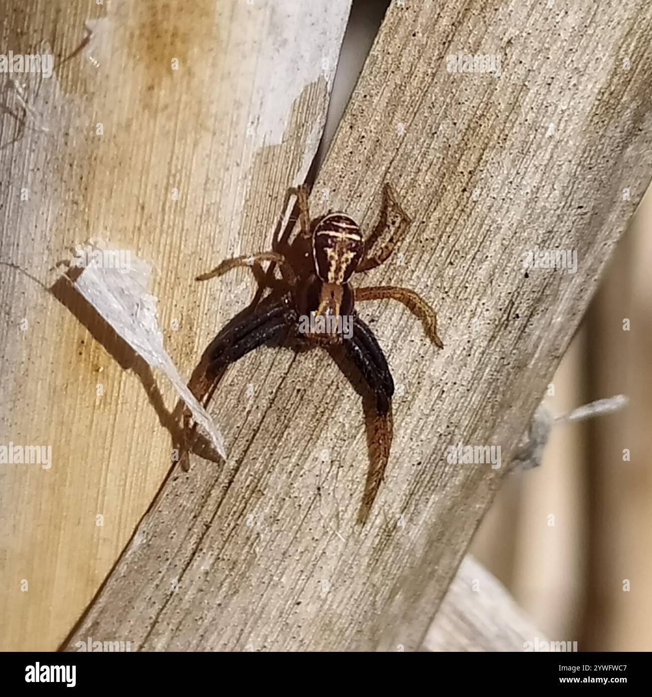 Araignée de crabe des marais (Xysticus ulmi) Banque D'Images