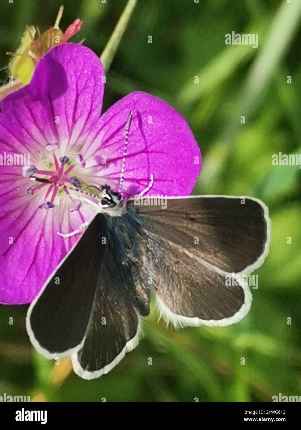 (Eumedonia eumedon géranium Argus) Banque D'Images