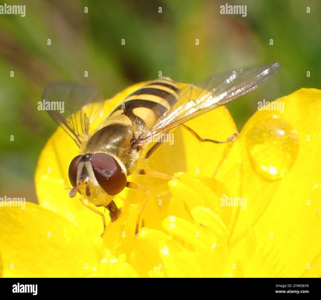 Mouche à fleurs noires (Syrphus vitripennis) Banque D'Images