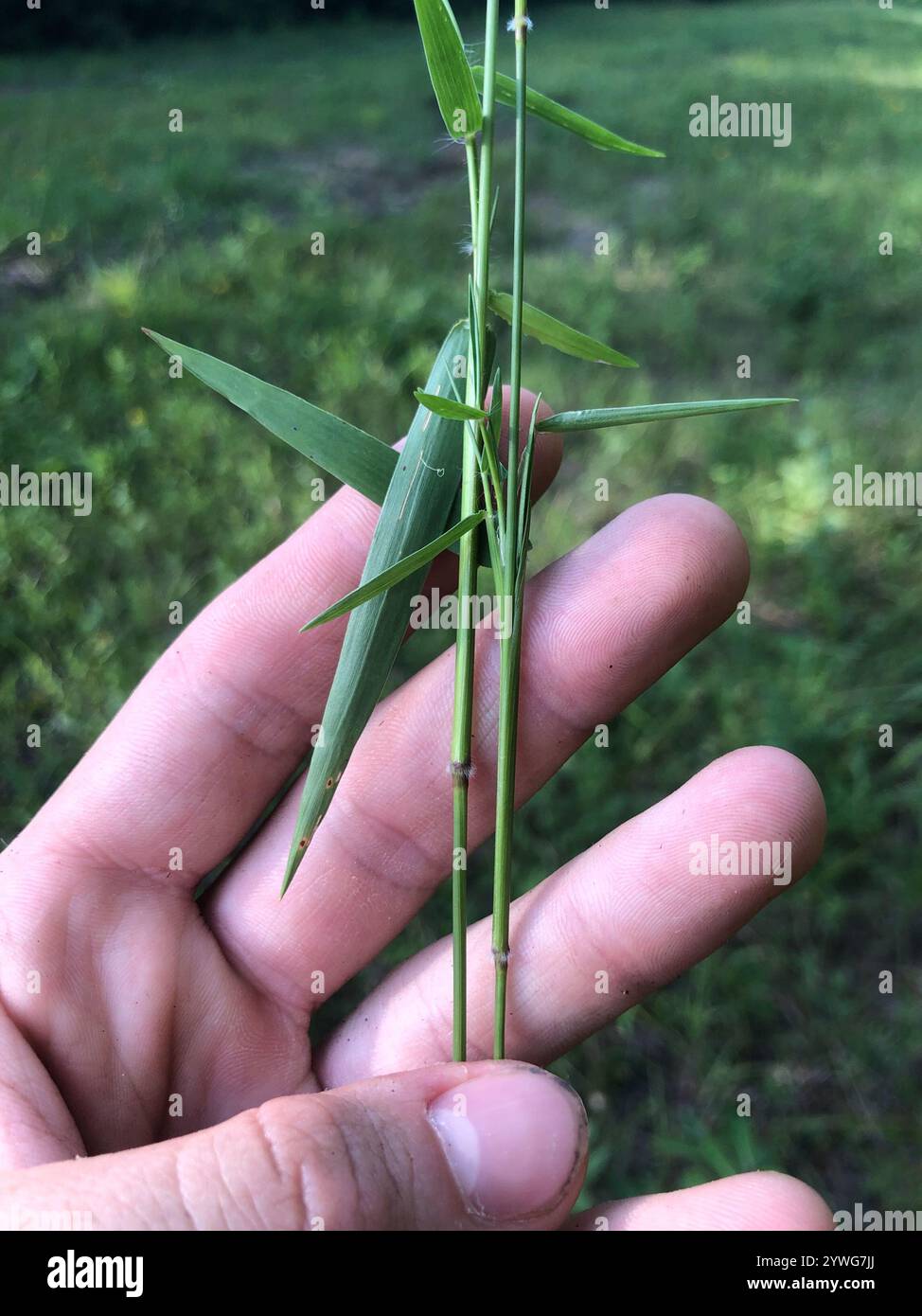 Panicgrass à petits fruits (Dichanthelium dichotomum dichotomum) Banque D'Images