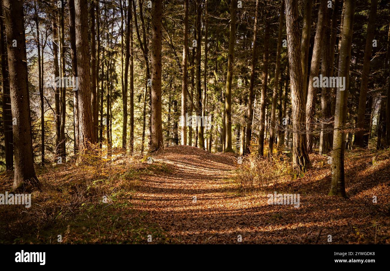 Sentier couvert de feuilles d'automne tombées à travers une forêt Banque D'Images
