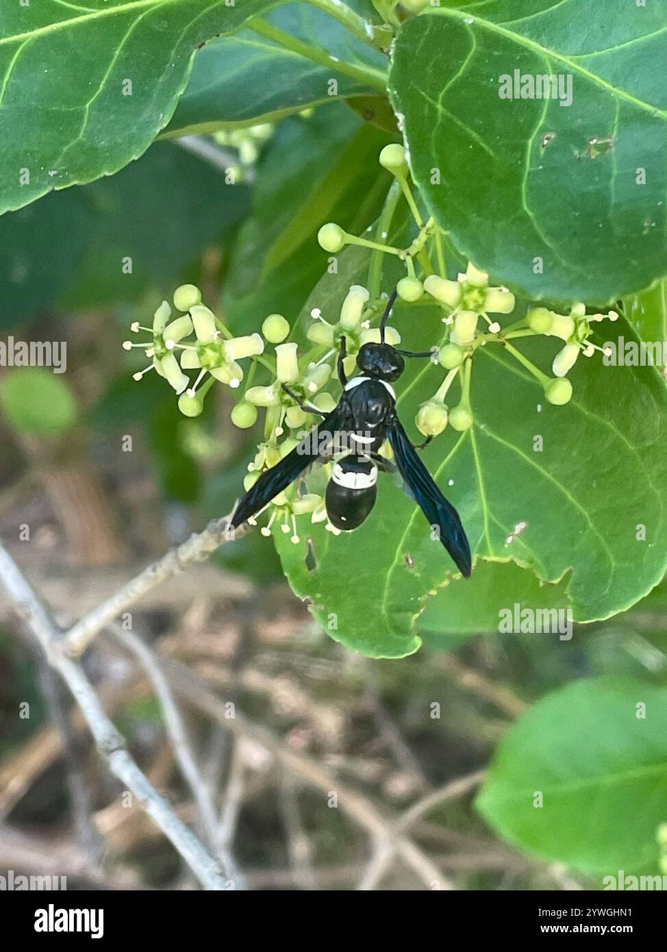 Guêpe de maçon à quatre dents (Monobia quadridens) Banque D'Images