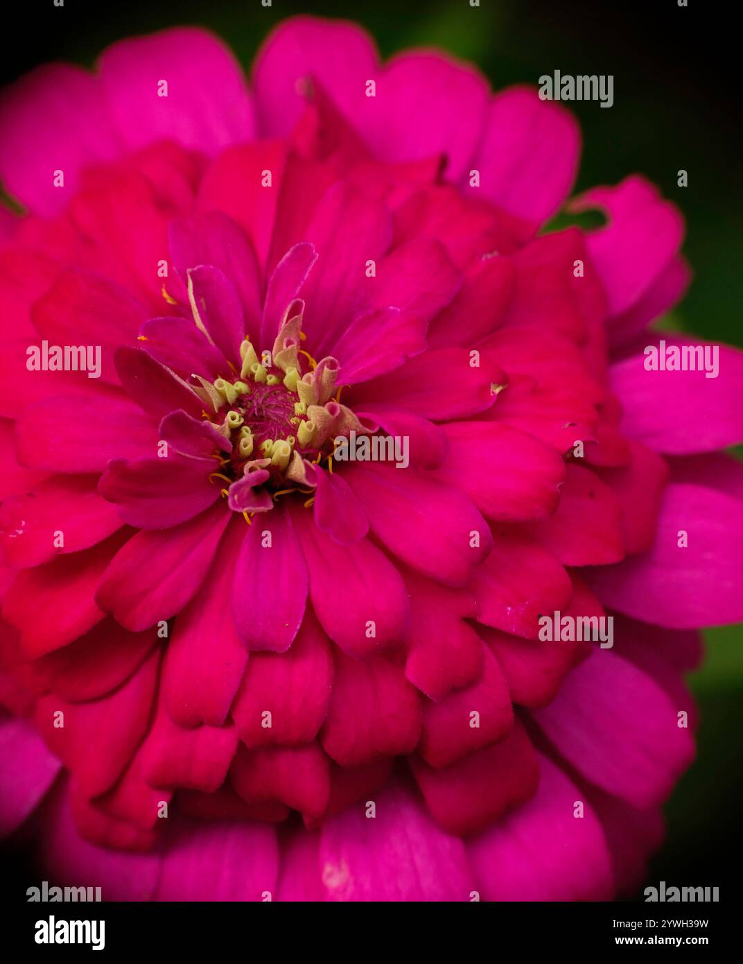 Gros plan de la fleur de Zinnia elegans. Banque D'Images