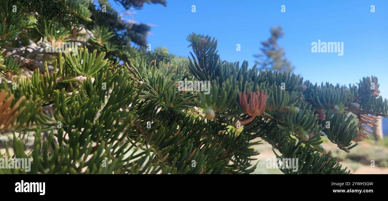 Colorado White Fir (Abies concolor concolor) Banque D'Images