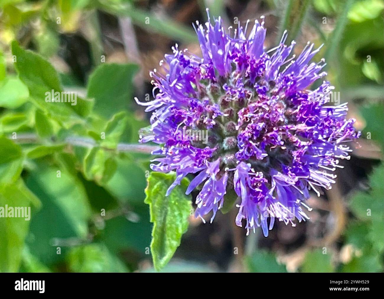 Menthe coyote (Monardella villosa) Banque D'Images