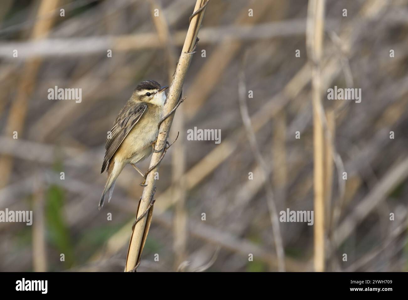 Paruline du roseau (Acrocephalus schoenobaenus), mâle sur roseaux, Parc national du lac Neusiedl, Seewinkel, Burgenland, Autriche, Europe Banque D'Images