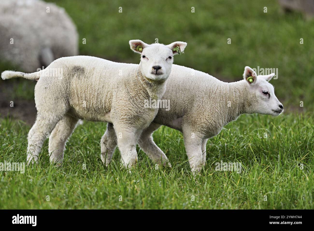 Moutons domestiques (Ovis aries), deux agneaux blancs debout dans un pré, Texel, Hollande du Nord, pays-Bas Banque D'Images