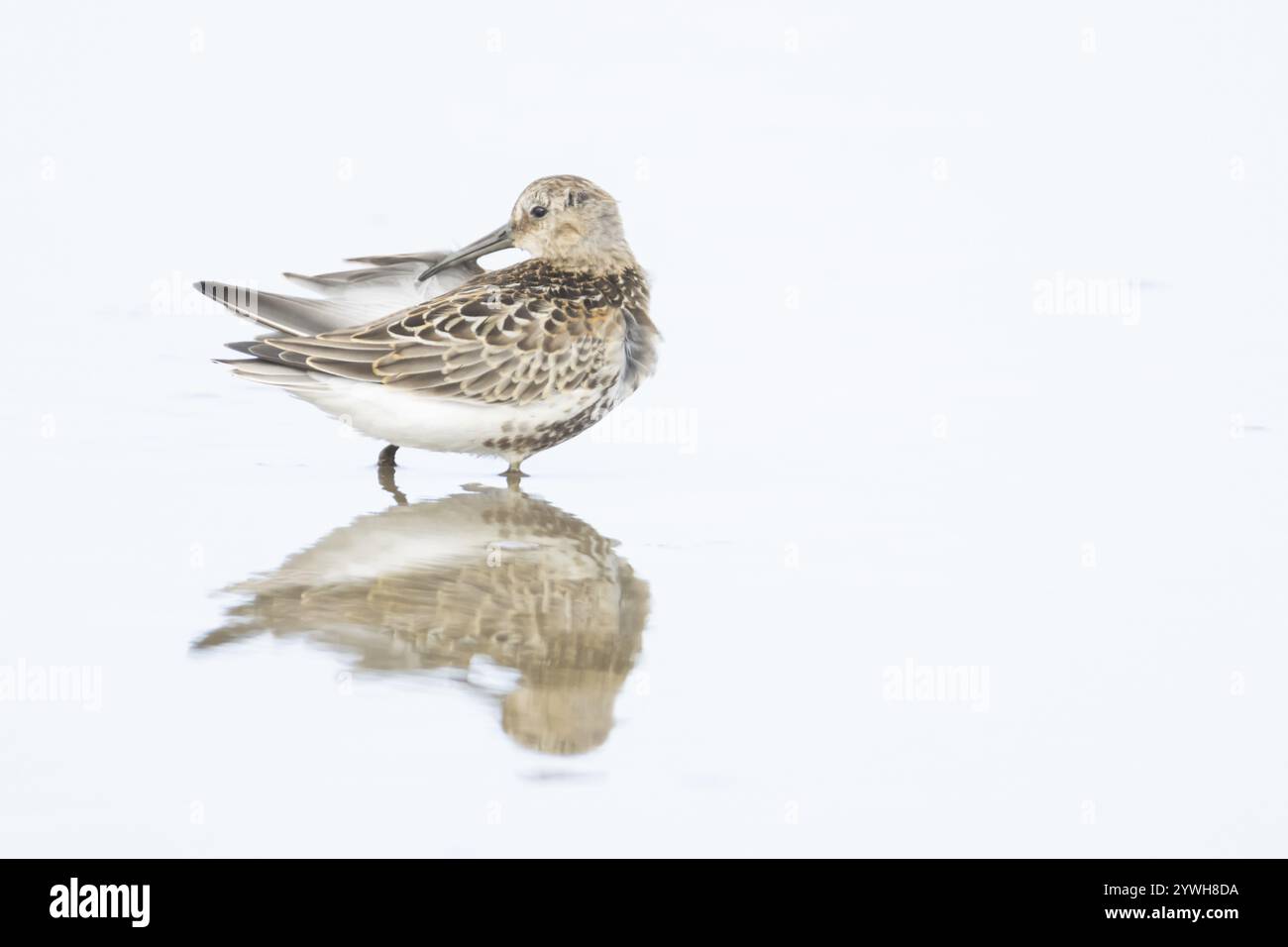 Dunlin (Calidris alpina) échassier adulte prénageant dans un lagon peu profond Norfolk, Angleterre, Royaume-Uni, Europe Banque D'Images