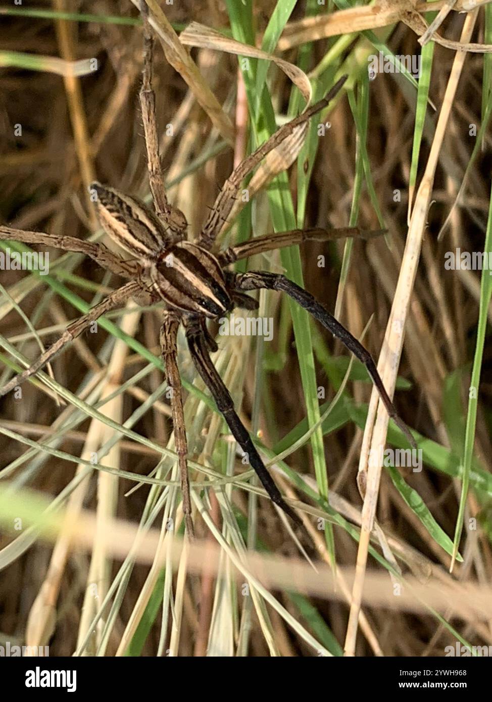 Araignée loup enragée (Rabidosa rabida) Banque D'Images