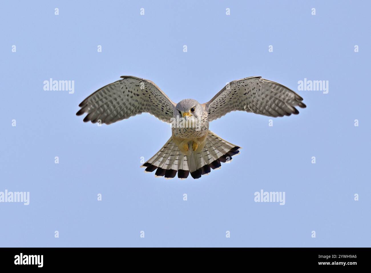 Cestrel (Falco tinnunculus), mâle, en vol, secouant, à la recherche de proies, canton de Zoug, Suisse, Europe Banque D'Images