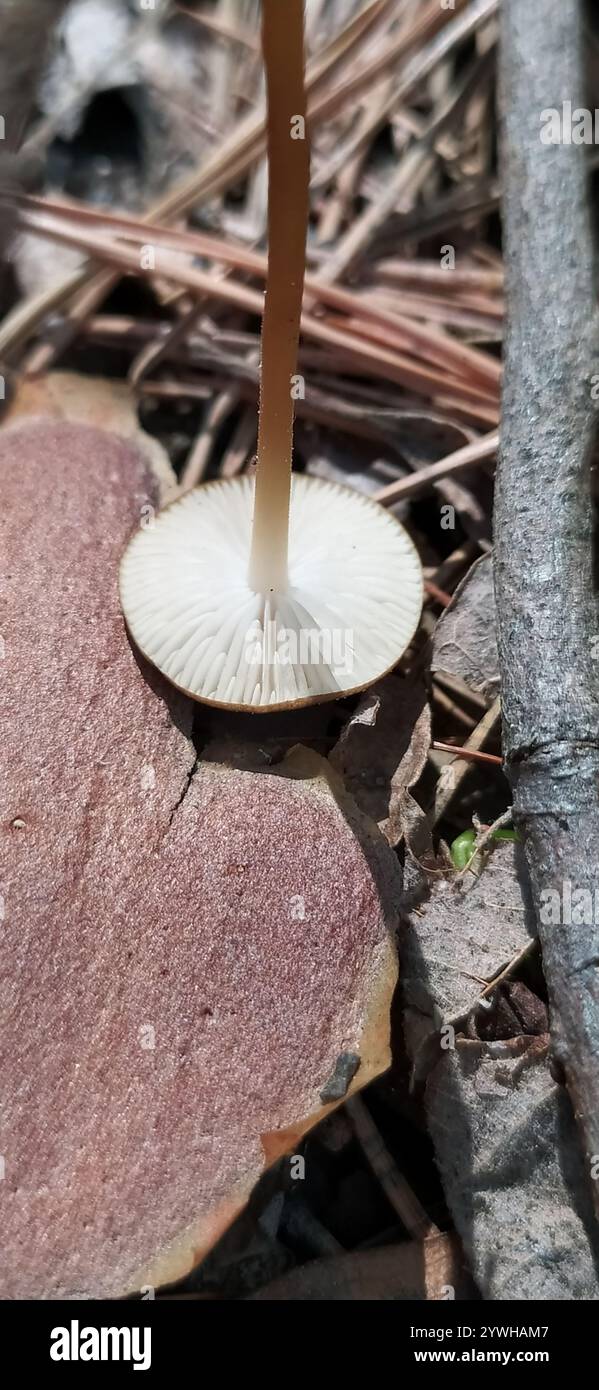 Casquette Sprucecone (Strobilurus esculentus) Banque D'Images
