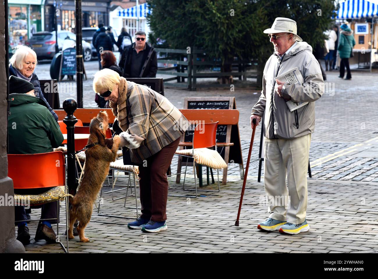 Chien de compagnie amical obtient un câlin de passant à Ludlow, Shropshire, Angleterre, Grande-Bretagne, Royaume-Uni Banque D'Images