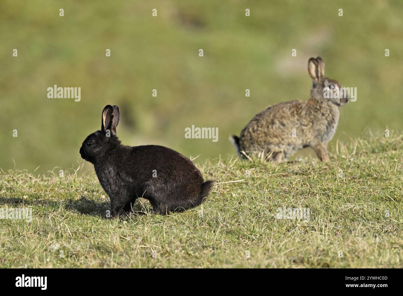 Deux lapins sauvages (Oryctolagus cuniculus), jeunes assis sur un pré, Texel, Îles de Frise occidentale, province de Hollande du Nord, pays-Bas Banque D'Images