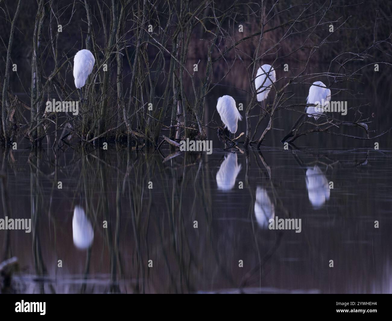 Petites aigrettes (gazetta d'Egretta), perchées dans les buissons, au milieu d'un lac, la tête cachée sous leurs ailes, la nuit, Hesse, Allemagne Banque D'Images