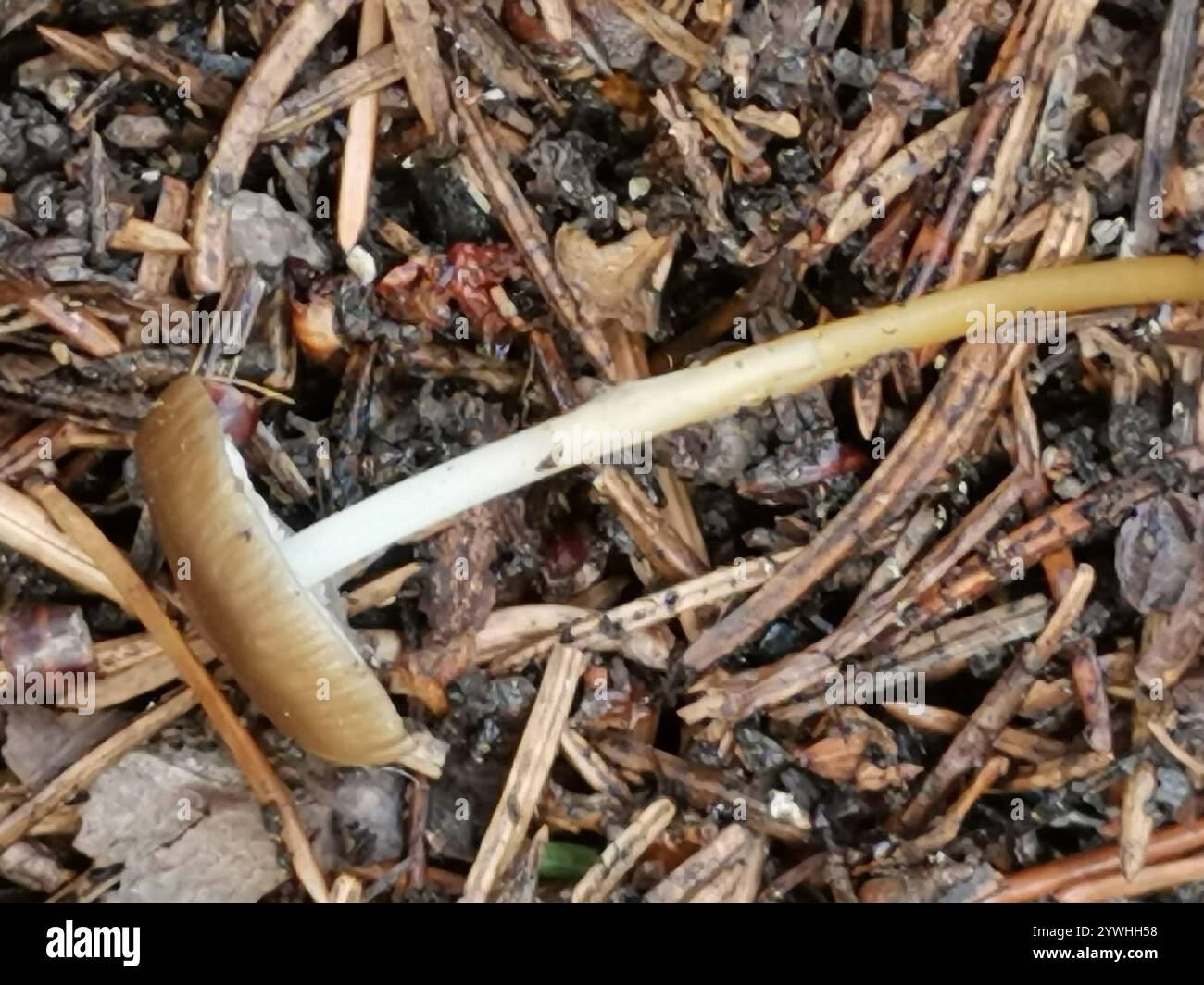 Casquette Sprucecone (Strobilurus esculentus) Banque D'Images