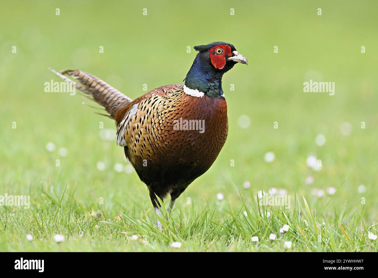 Faisan (Phasianus colchicus), mâle debout dans les prairies, Texel, Hollande du Nord, pays-Bas Banque D'Images