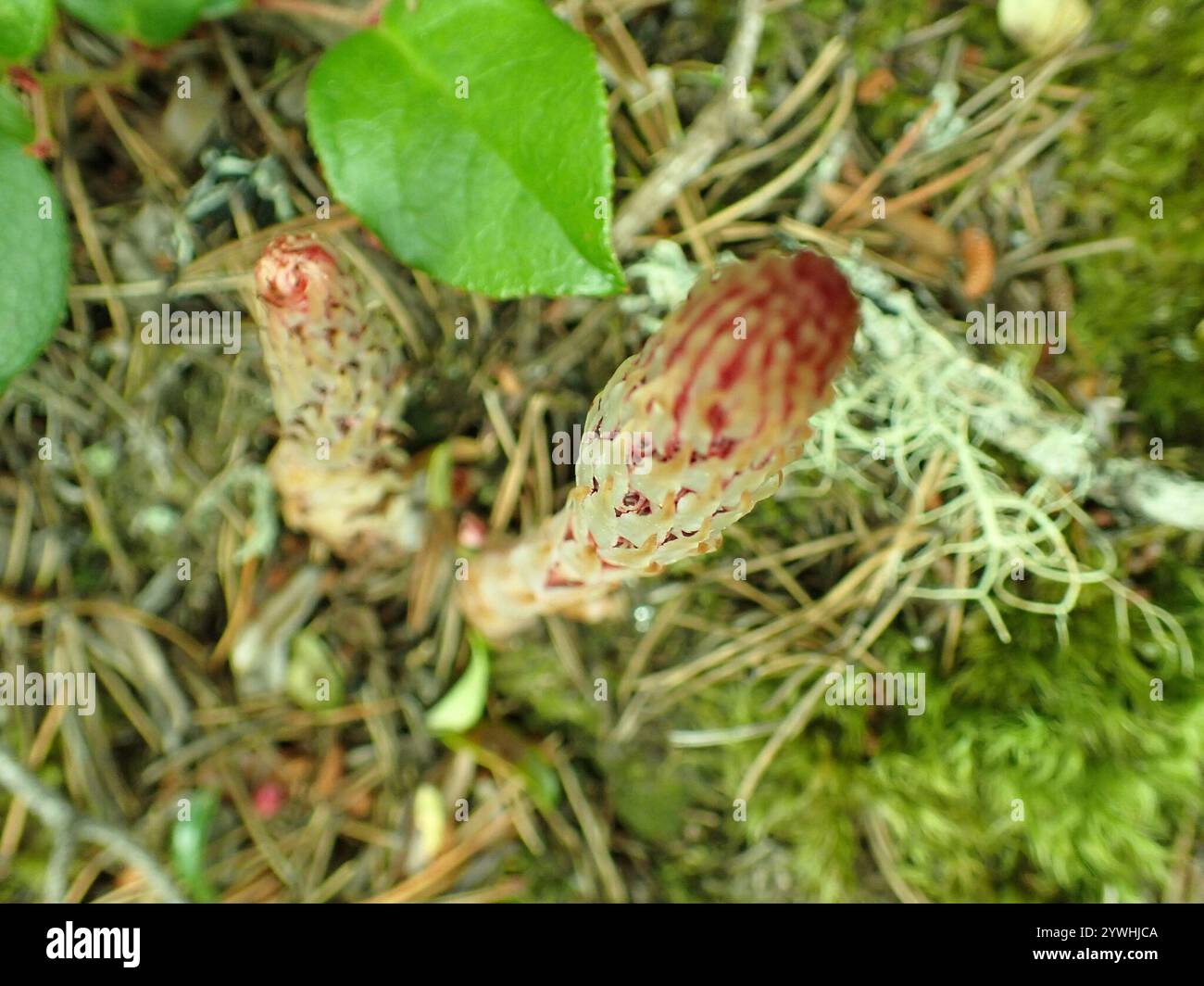 Bâtonnets de sucre (Allotropa virgata) Banque D'Images