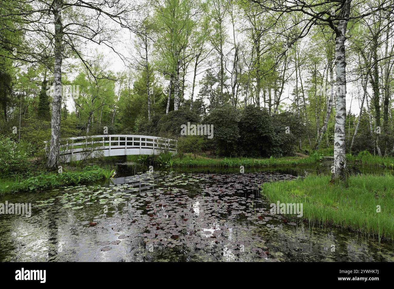 Pont en arche en bois blanc mène au-dessus de l'étang, Seleger Moor, Rifferswil, Canton Zurich, Suisse, Europe Banque D'Images