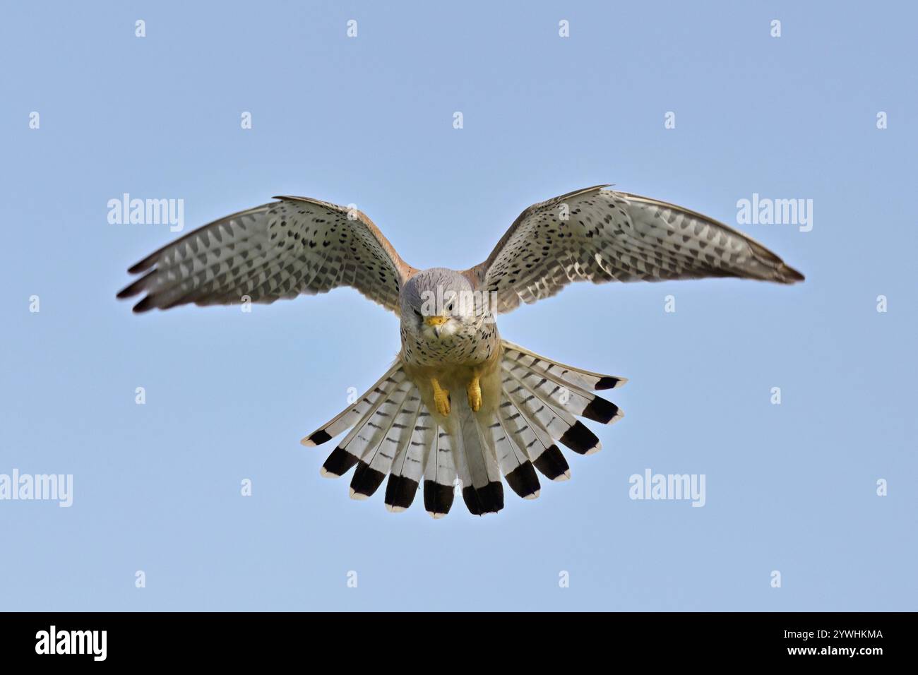 Cestrel (Falco tinnunculus), mâle, en vol, secouant, à la recherche de proies, canton de Zoug, Suisse, Europe Banque D'Images